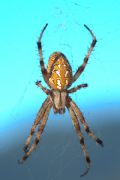 Aculepeira sp.